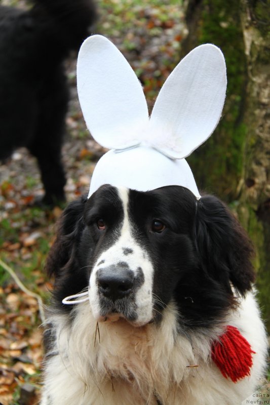 Фотография № 138159