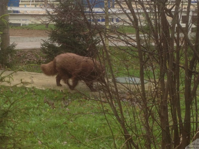 Фото: ньюфаундленд Петер-Беар Бизерта Соул