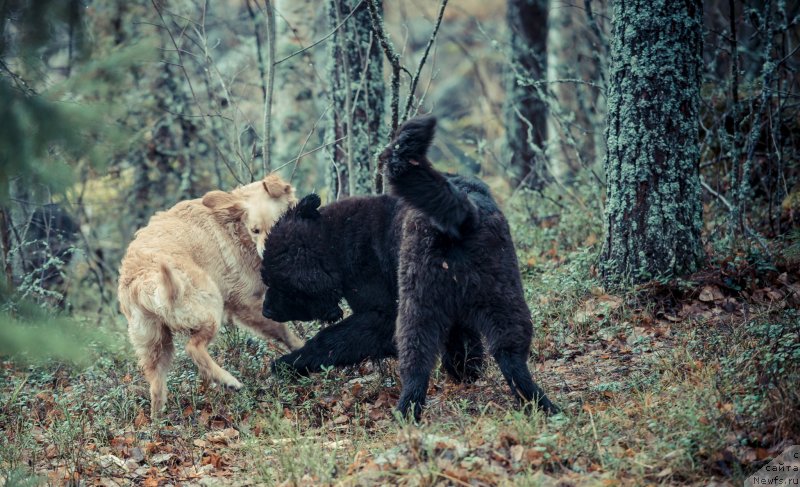 Фото: ньюфаундленд Смигар Ливерпульский Четвертак (Smigar Liverpulsiy Chetvertak)