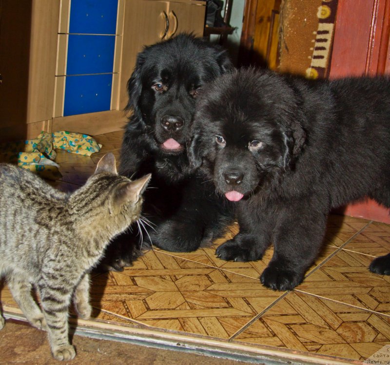 Фотография № 138168