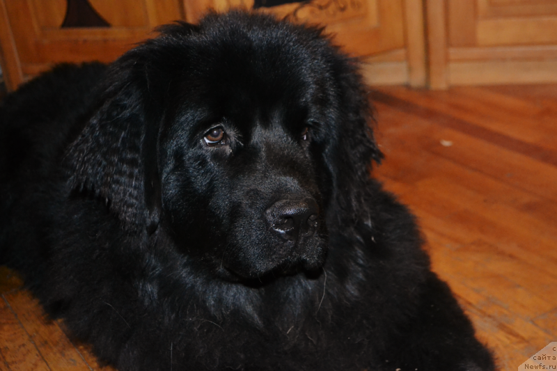 Фотография № 138176