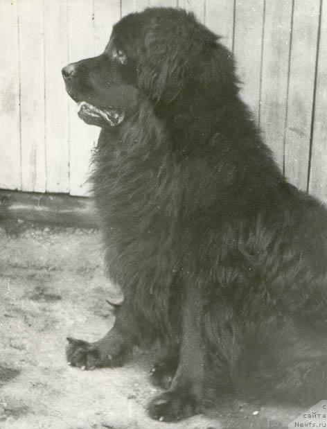 Фото: ньюфаундленд Барон