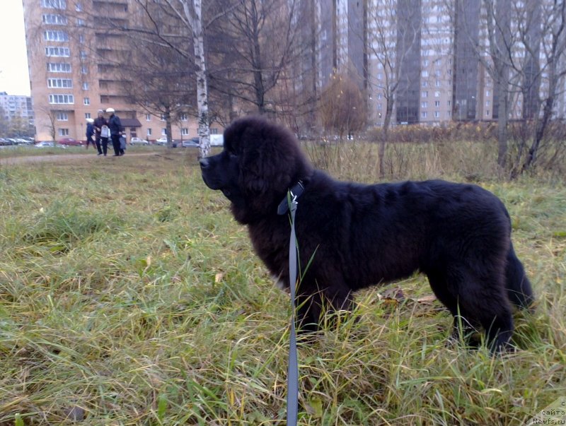Фото: ньюфаундленд Смигар Львиное Сердце