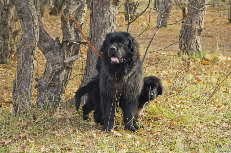 Фотография № 138236