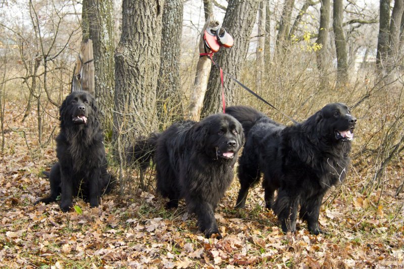 Фотография № 138237