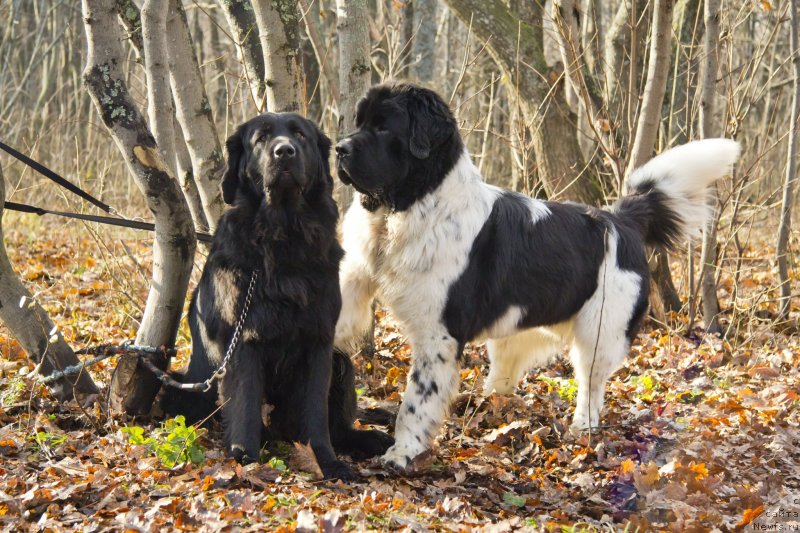 Фотография № 138239