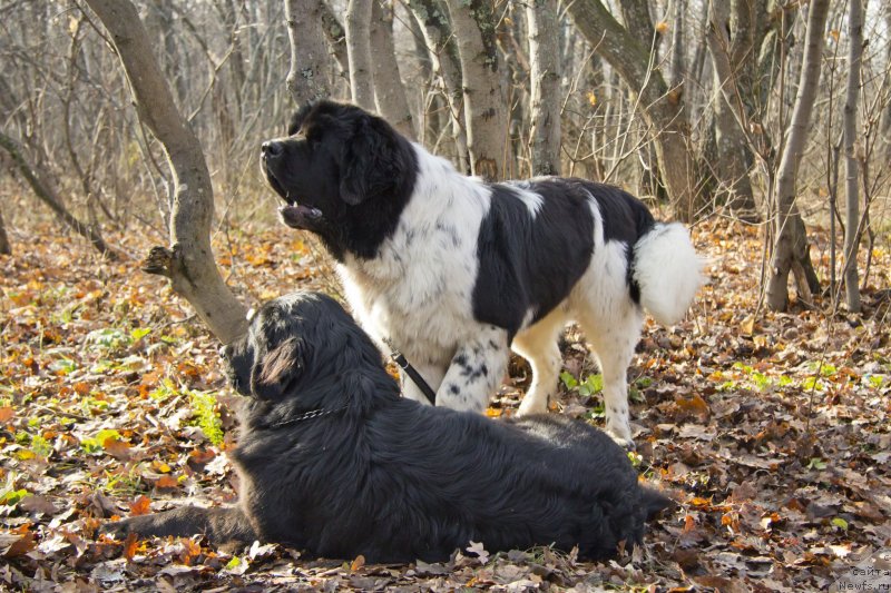 Фотография № 138240