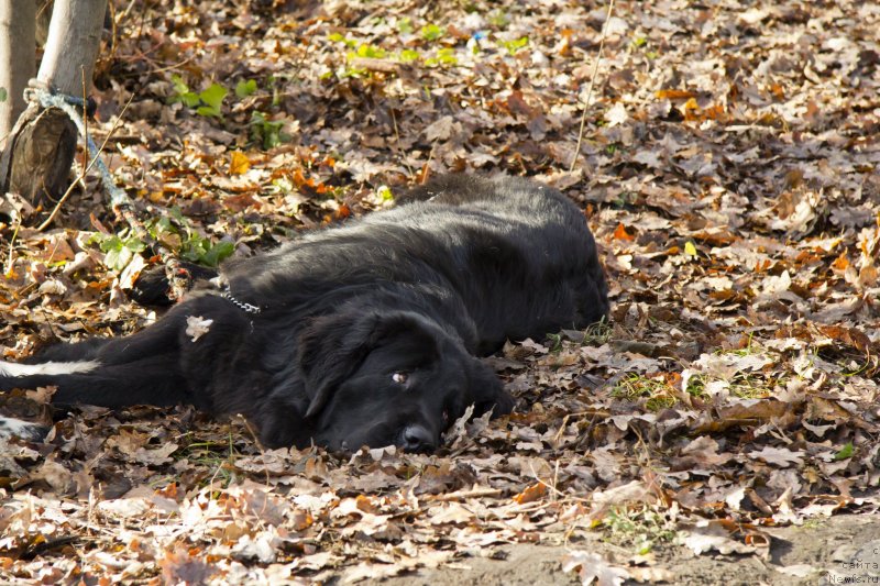 Фотография № 138241