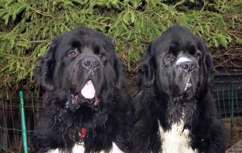 Фотография № 138242