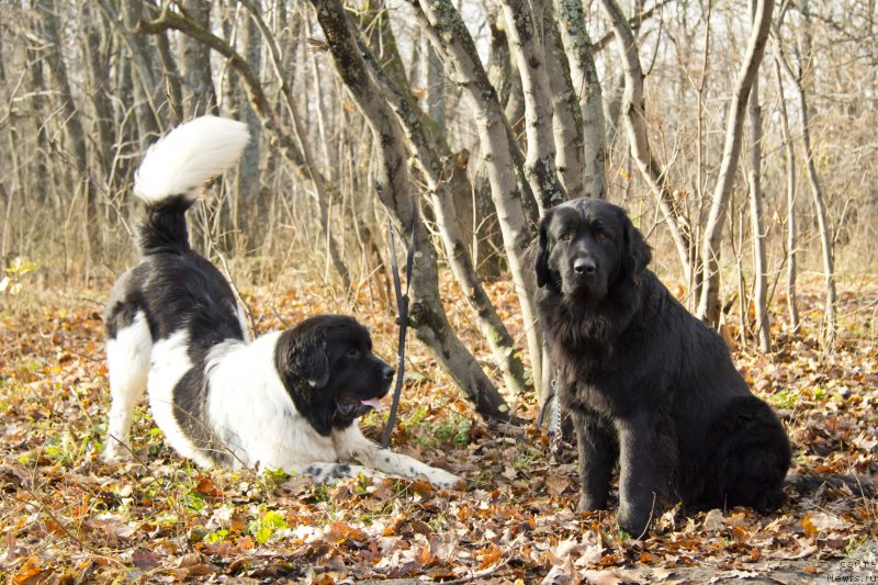 Фотография № 138245