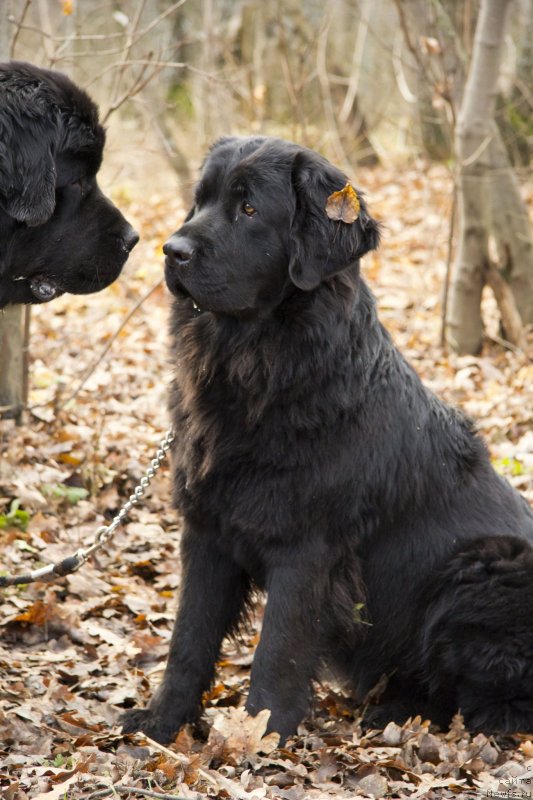 Фотография № 138246