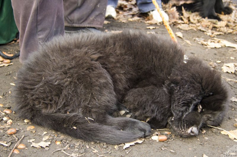 Фотография № 138267