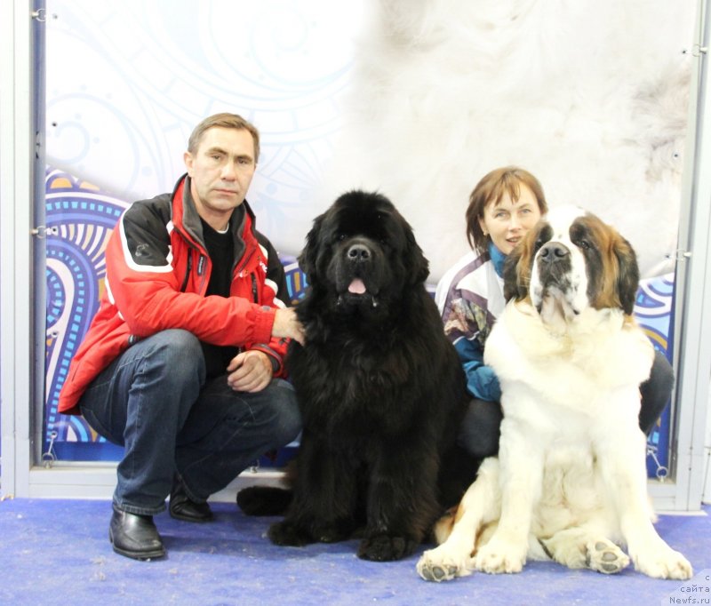 Фото: ньюфаундленд Акватория Келвин Нобель (Aquatoriya Kelvin Nobel)