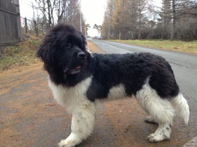 Фото: ньюфаундленд Аквиан Сонг Кроун Роял