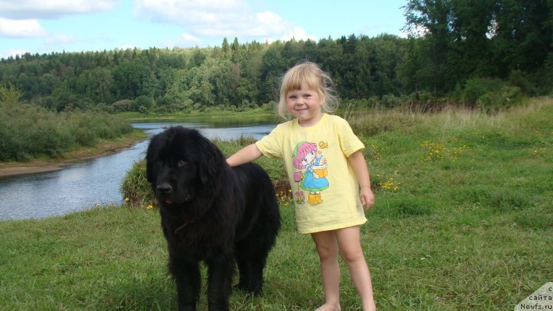 Фото: ньюфаундленд Софья Голден Джесс