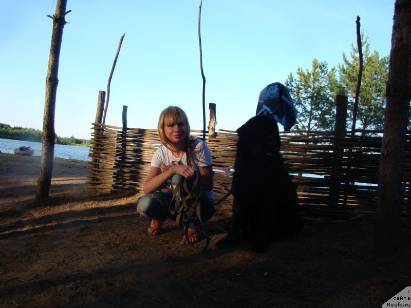 Фото: ньюфаундленд Софья Голден Джесс, Ирина Мокрушина