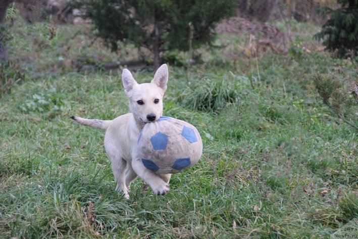 Фотография № 138310