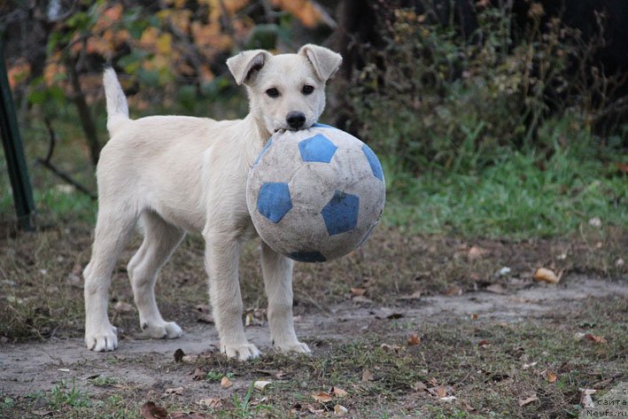 Фотография № 138311