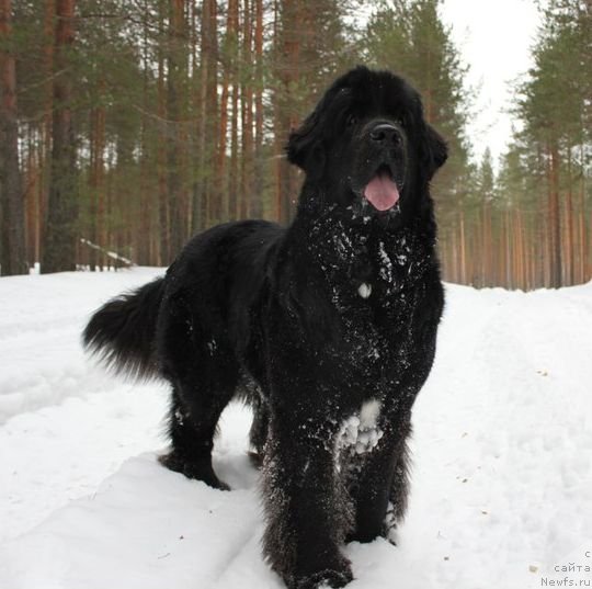 Фото: ньюфаундленд Дар Свезы Юника Сагитта (Dar Svezy Unika Sagitta), Ирина Бубнова