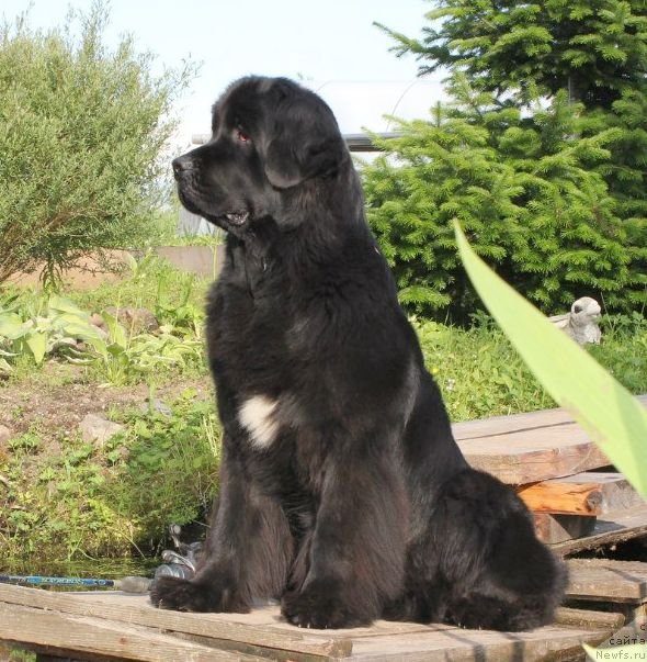 Фото: ньюфаундленд Дар Свезы Юника Сагитта (Dar Svezy Unika Sagitta), Ирина Бубнова