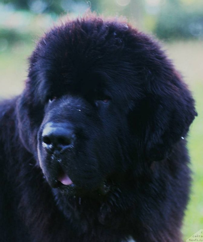 Фото: ньюфаундленд Black Clouds Harry Houdini at Stealbears, Алена Григорьева