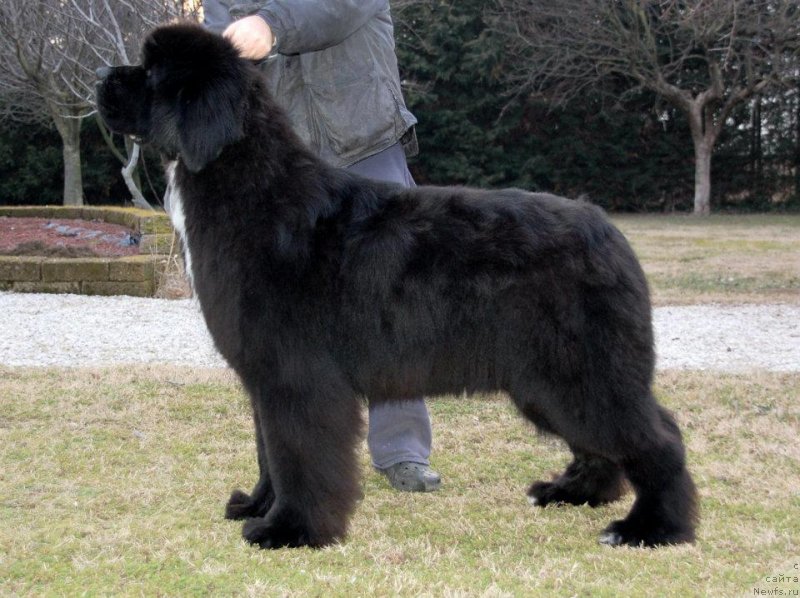 Фото: ньюфаундленд Black Clouds Harry Houdini at Stealbears, Алена Григорьева