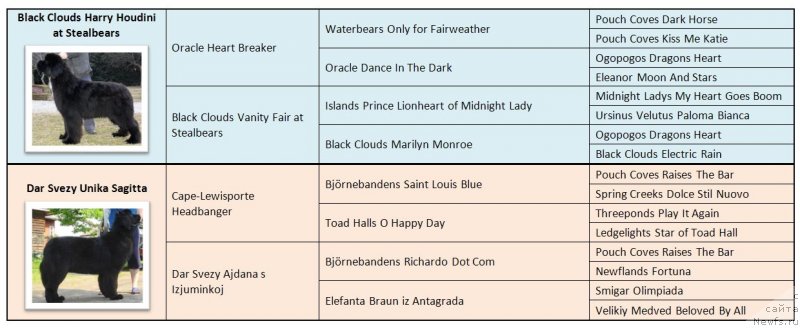 Фото: Светлана Зырянова, ньюфаундленд Black Clouds Harry Houdini at Stealbears, ньюфаундленд Дар Свезы Юника Сагитта (Dar Svezy Unika Sagitta)