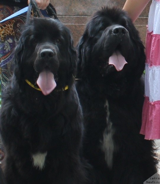 Фото: ньюфаундленд Дар Свезы Юника Сагитта (Dar Svezy Unika Sagitta), ньюфаундленд Black Clouds Harry Houdini at Stealbears