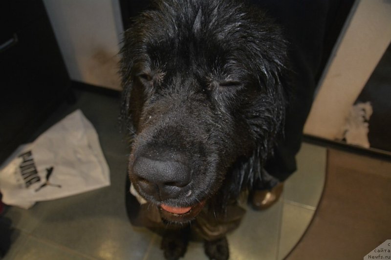 Фото: ньюфаундленд Ван Лен Тайм Олдер