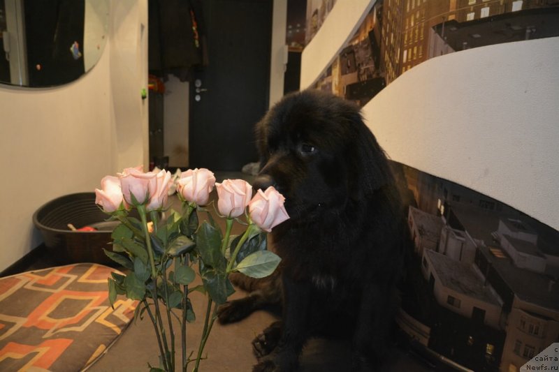 Фото: ньюфаундленд Ван Лен Тайм Олдер