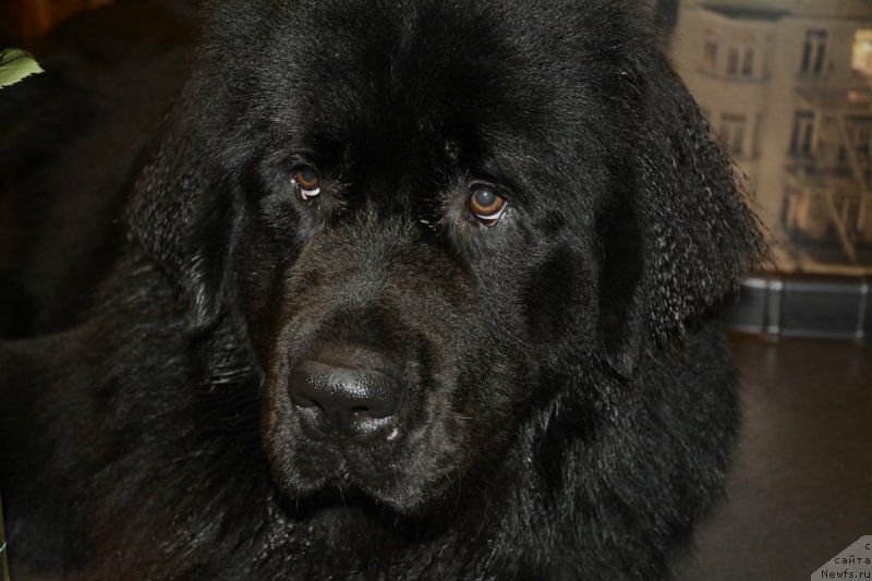 Фото: ньюфаундленд Ван Лен Тайм Олдер