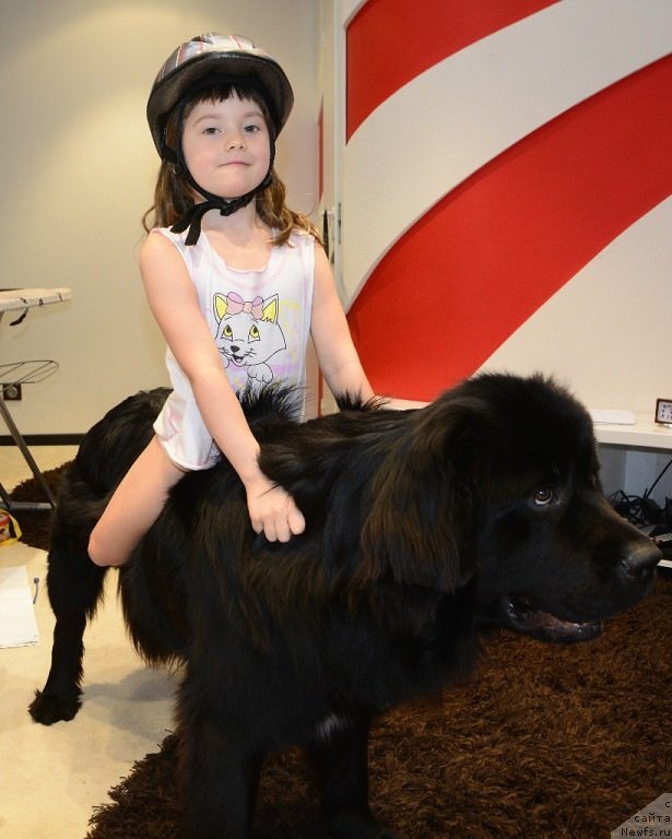 Фото: ньюфаундленд Ван Лен Тайм Олдер