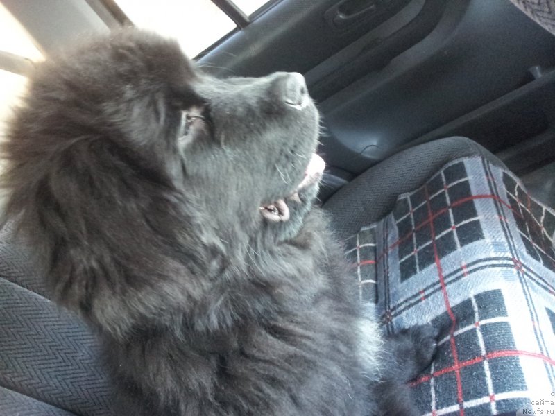 Фото: ньюфаундленд Супер Премиум Нью-Йорк