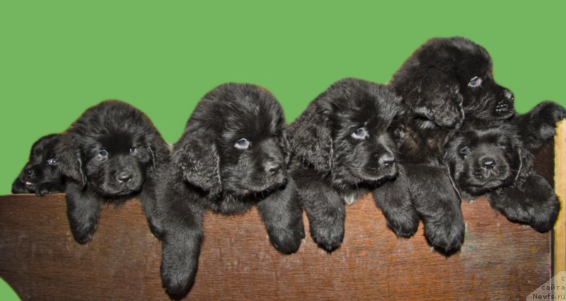 Фото: ньюфаундленд Черный Балу Джонс, ньюфаундленд Черный Балу Донна, ньюфаундленд Черный Балу Делли, ньюфаундленд Черный Балу Дюссельдорф, ньюфаундленд Черный Балу Добрыня, ньюфаундленд Черный Балу Денвер