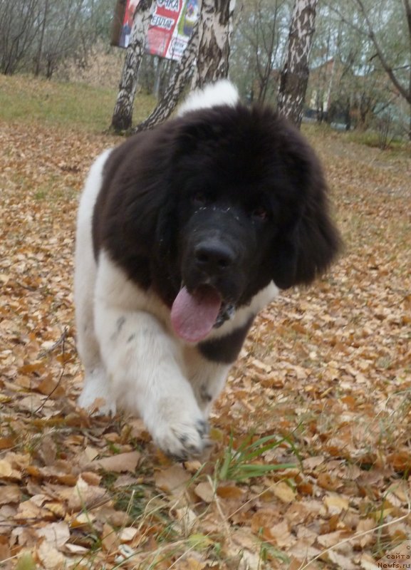 Фото: ньюфаундленд Би Перфект Витко Юго