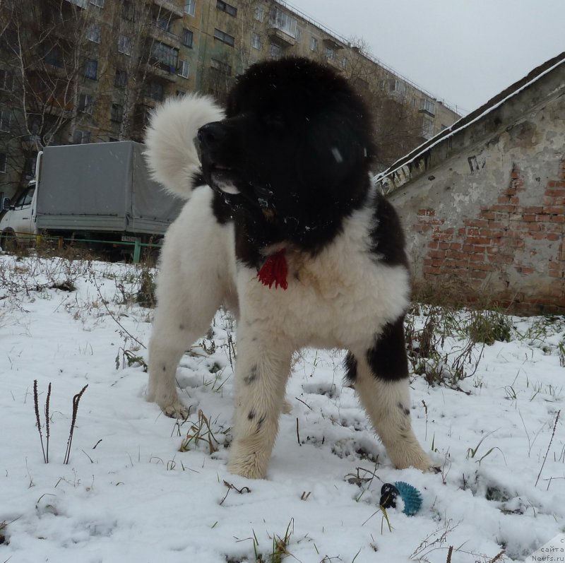 Фото: ньюфаундленд Би Перфект Витко Юго
