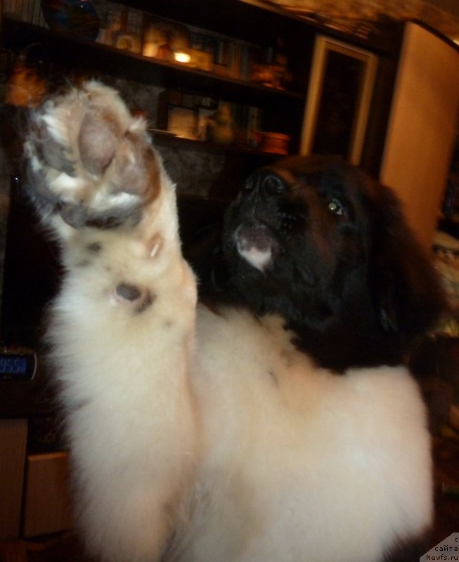 Фото: ньюфаундленд Би Перфект Витко Юго