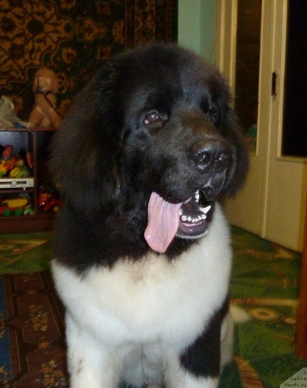 Фото: ньюфаундленд Би Перфект Витко Юго
