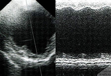 Фотография № 138338