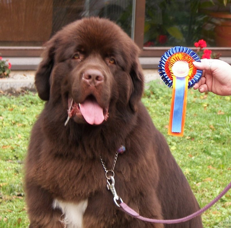 Фото: ньюфаундленд Акватория Келвин Хизер Хани (Aquatoriya Kelvin Heather Honey)