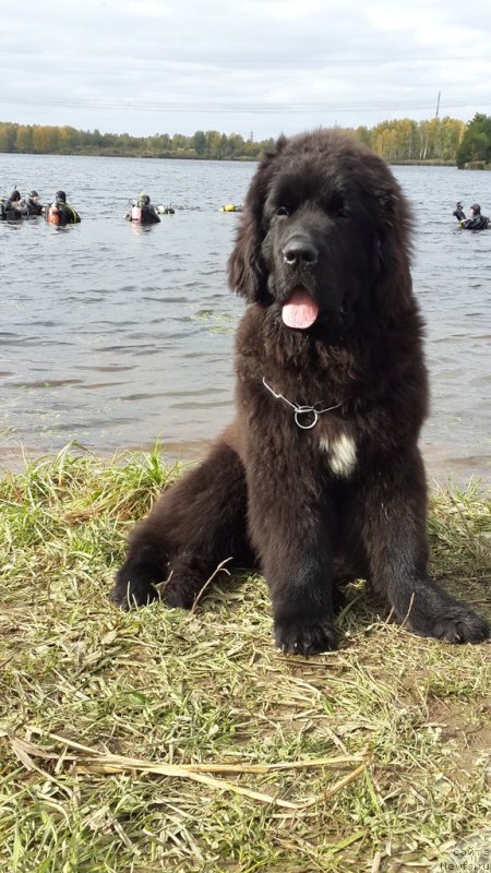 Фото: ньюфаундленд Смигар Лакост