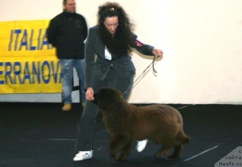 Фото: ньюфаундленд Фартовая Фишка с Берега Дона (Fartovaya Fishka s Berega Dona)