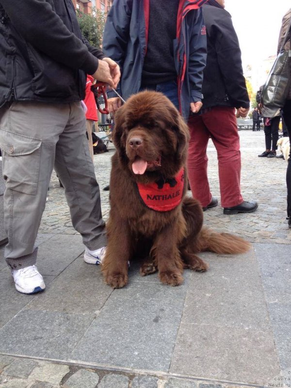Фото: ньюфаундленд Фартовая Фишка с Берега Дона (Fartovaya Fishka s Berega Dona)