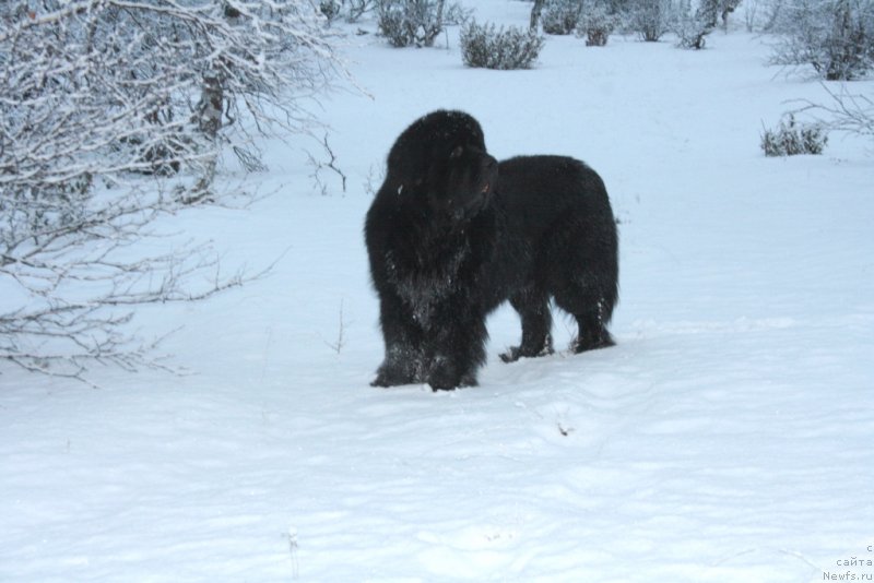 Фото: ньюфаундленд Бегущая по Волнам Зеро Коол