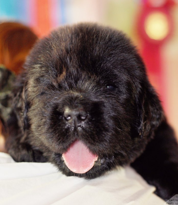 Фото: Бегущая по волнам Роллер Костер