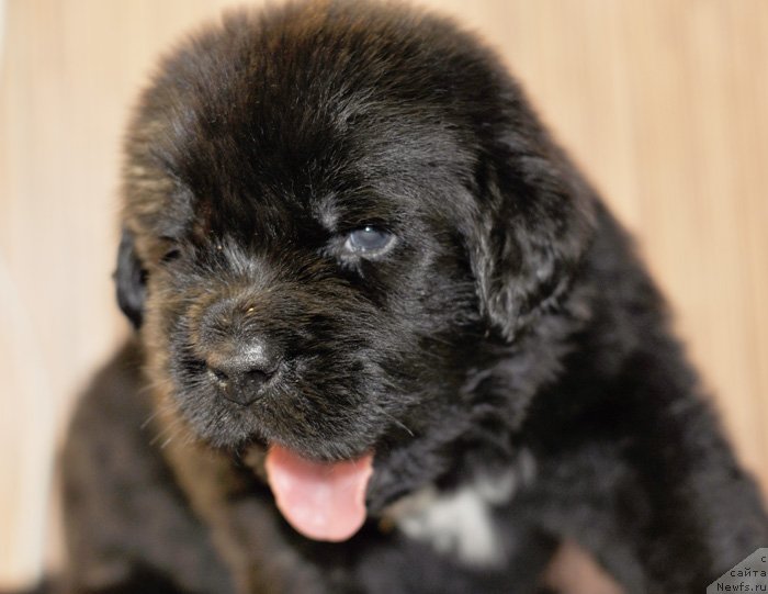 Фото: Бегущая по волнам Роллер Костер