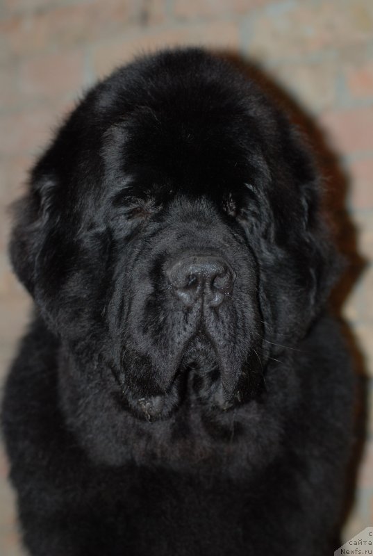 Фотография № 138359