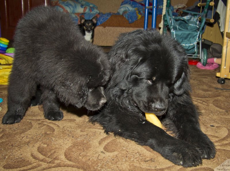 Фотография № 138373