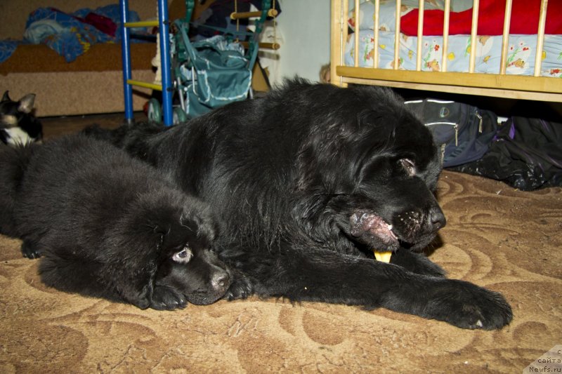 Фотография № 138375