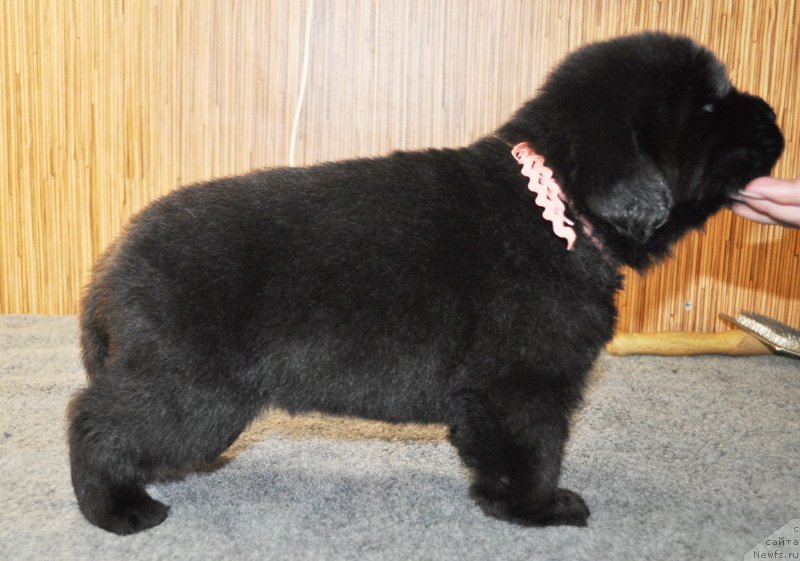 Фото: Бегущая по волнам Ричин старс